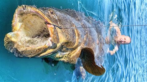bony fish with the strongest bite figgerits|Figgerits Bony fish with the strongest bite Answer.